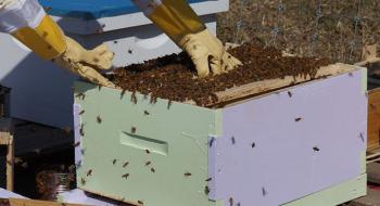 Вінницьким бджолярам збільшили фінансову підтримку Рис.1