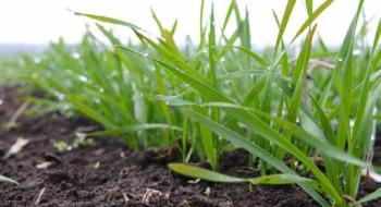 Виживання рослин за результатами відрощування озимих зернових становить 98-99% Рис.1