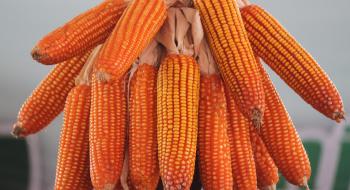 Закупівельні ціни на кукурудзу в Україні падають Рис.1