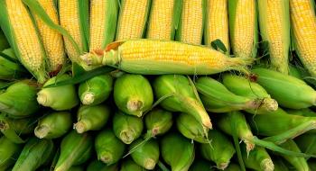Зменшення пропозицій кукурудзи в Україні призвело до зростання цін попиту Рис.1