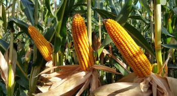 Зниження світових котирувань на кукурудзу до 3-річного мінімуму зупинило зростання цін в Україні Рис.1