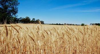 Австралійські дослідники прискорюють розробку жаростійкої пшениці Рис.1