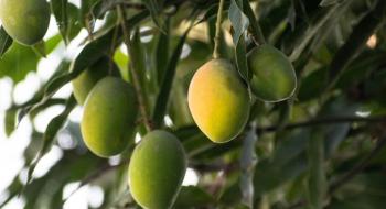 Чи можна виростити манго в Україні: поради любителям екзотичних рослин Рис.1