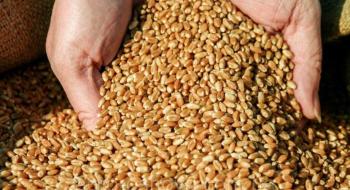 Експорт української пшениці може досягнути рекорду Рис.1