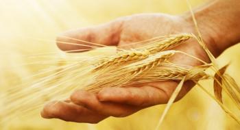 Індонезія нарощує імпорт низькоякісної пшениці Рис.1