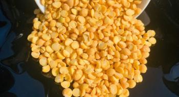 На західній Україні запускають програму стимулювання вирощування жовтого гороху Рис.1