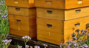 Особливості вуликів для бджіл та як обрати найкращий Рис.1