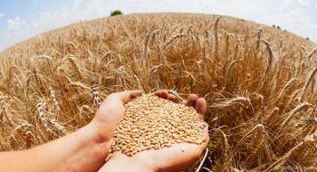 Пшеничні котирування на світових біржах за тиждень впали на 3-6,6% Рис.1