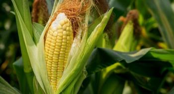 Стало відомо, як в Україні змінилися ціни на кукурудзу Рис.1