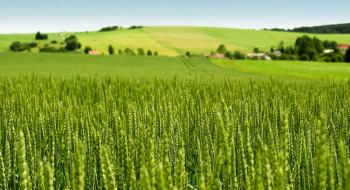 USDA оновив прогноз експорту української пшениці та кукурудзи Рис.1