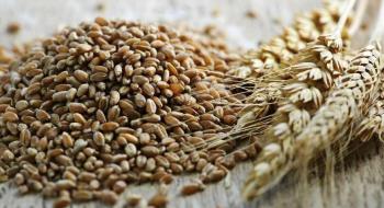 В Україні обвалилися експортні ціни на зерно Рис.1