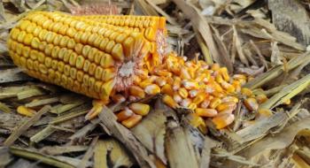 Відновлення закупівель Китаєм зупинило падіння цін на кукурудзу в Україні Рис.1