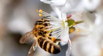 Вплив на урожайність кісточкових від запилення бджолами Рис.1