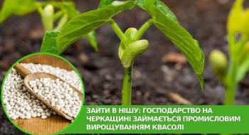 Зайти в нішу: господарство на Черкащині займається промисловим вирощуванням квасолі Рис.1