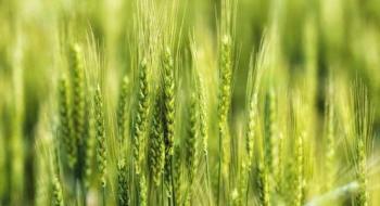 Алжир у поточному сезоні імпортує рекордні 8,6 млн т пшениці Рис.1