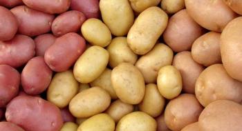 Британський дослідницький проект спрямований на революцію в картопляній промисловості Рис.1