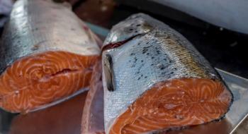 ФАО надасть корми для підтримки виробників лососевих видів риб по всій Україні Рис.1