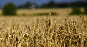 Grain from Ukraine: 7 тис. т пшениці прибули до голодуючого Судана Рис.1