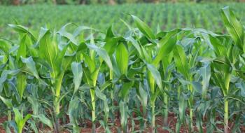 ІМК збільшує частку кукурудзи у сівозміні Рис.1