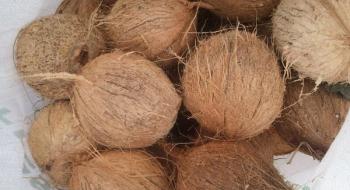  На індійські кокоси є стабільний попит і стабільна пропозиція Рис.1