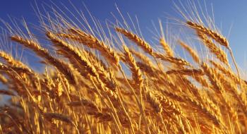 Попри зниження цін пропозицій єгипетський GASC скасував тендер по закупівлі пшениці Рис.1