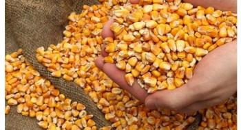 Попит на кукурудзу в портах України залишається доволі високим Рис.1