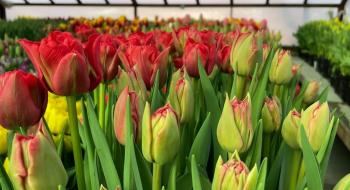 Родина квітникарів з Чернігівщини вирощує в теплиці 50 тисяч тюльпанів Рис.1