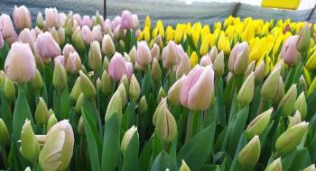 Родина на Черкащині вирощує в теплиці біля хати величезну кількість тюльпанів Рис.1