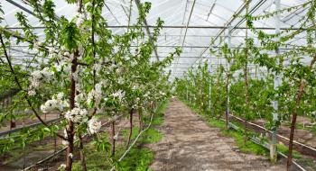 У Молдові масово корчують нерентабельні яблуневі сади Рис.1