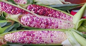 У США представили новий сорт цукрової кукурудзи Рис.1
