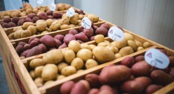 В Україні прогнозують дефіцит насіння картоплі Рис.1