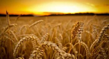 В Євросоюзі очікують менший врожай пшениці Рис.1