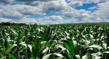 Фермер назвав три чинники прибутковості кукурудзи Рис.1
