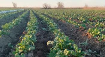 Фермерам порадили препарат проти заморозків на картоплі Рис.1