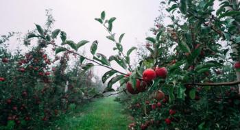 Криза перевиробництва минула, яблуневі сади знову стають прибутковими — садівник Рис.1