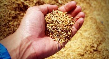 Мінагрополітики прогнозує цьогорічний врожай зернових та олійних культур близько 74 мільйонів тонн Рис.1