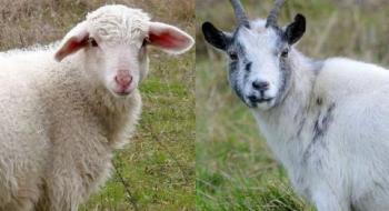 Мінагрополітики відновлює дотації малим фермерам на землю та за утримання ВРХ, кіз і овець Рис.1
