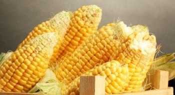 Мінагрополітики видало підтвердження для насіння 20 сортів кукурудзи, які є у Переліку ОЕСР Рис.1
