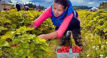 Нема кому збирати полуницю: польські фермери скаржаться, що через війну в Україні у них не вистачає працівників Рис.1