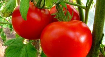 Перші українські тепличні томати майже вдвічі дорожчі за турецькі: які ціни Рис.1