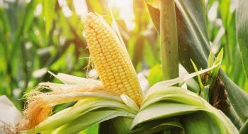 Перспективи врожаю кукурудзи в ПАР погіршуються Рис.1