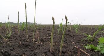 Росте зі швидкістю 10 сантиметрів на день: на Черкащині збирають врожай спаржі Рис.1