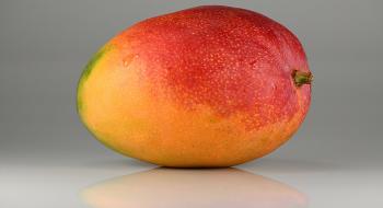 «Сезон манго в Івуарі виглядає багатообіцяючим» Рис.1