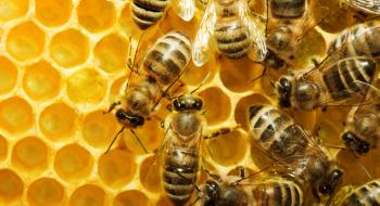 Студент Університету Тескоко збільшує виробництво меду за допомогою 3D-друкованих вуликів Рис.1