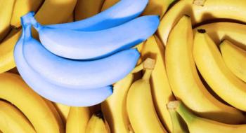 У світі процвітає вирощування блакитних бананів Рис.1