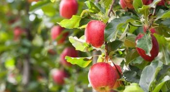 Вартість яблук встановлює рекорди Рис.1