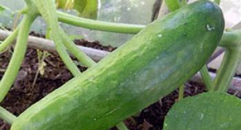 Виведено новий сорт огірків, зручний для вирощування Рис.1