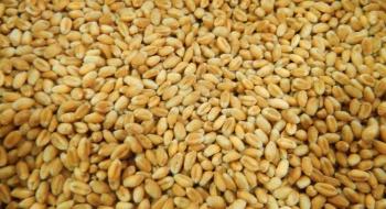 Хлібопекарям критично не вистачає продовольчої пшениці Рис.1