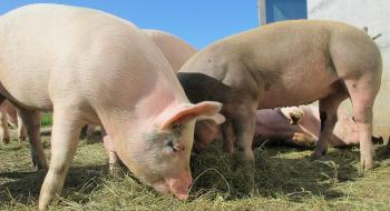 Названо найпопулярнішу серед свиногосподарств України генетику Рис.1