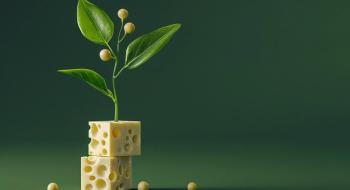 NewMoo створює казеїн із рослин для виготовлення безмолочного сиру Рис.1